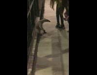 Two girls approach anteater on sidewalk 