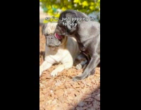 Pug Licks Other Pug then Lays Down