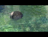 Sea otter spin around in pool  aquarium