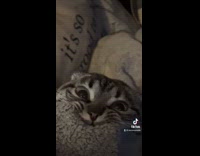 Collab Clips mpugc - Grey cat biting on blanket