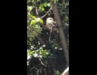 Collab WINY - Owl bird sit on tree branch street