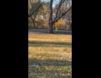 Man inflatable costume skates with selfie stick