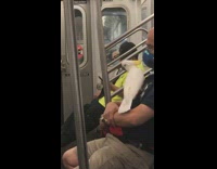 Guy white bird on chest rides subway 
