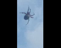 Spider crawls and poops in slow motion