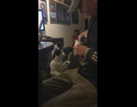 Feeding whipped cream on a spoon to a cat