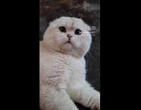 Collab PLC - Plump Cat on Floor Stares Back Cutely