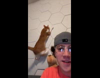 Cat climbing wall falls 