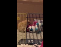 Hedgehog plays bite on unicorn plush toy