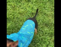 Small brown black puppy dog blue raincoat 