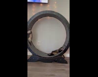 Ferrets tries to learn using cat wheel