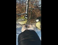 Birds fly to eat food from the hand