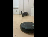 Cat Pushes Box Forward and Hits Wall