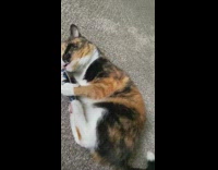 Black orange white cat star wars toy 