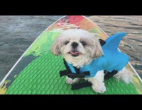 white dog in surfboard sticking tongue out 