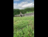 Grey cat walks across grass towards phone 