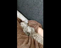Grey kitten moves paws while sleeping beside owner