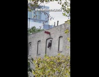 Horse head sticking out of window of apartment