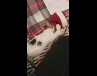Kitten Chews on Ball of Santa hat 