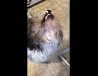 Shaggy Dog Licks Yellow Frosting off of Nose in Kitchen