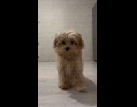 Dog stares and plays with the camera