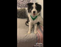 Dog green bandana recreates puppy photo 