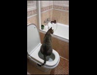 Cat sits and pees on the toilet