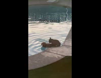 Dog humping another dog on the pool
