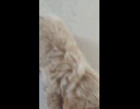 Collab Pets For All - Small brown dog bites toy dragged around 