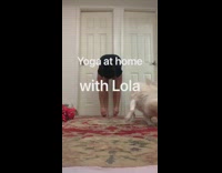 Yoga at home with lola the dog 
