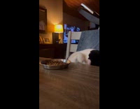 Cat reaches cat food on the table
