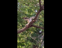 Wild hawk eats rat on the tree 