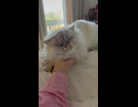 Cat getting pet puts face in womans hand 