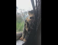 Collab KaleSaladIG - Cat looks out window behind shades and makes funny noise