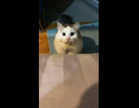Cat lays on rug with paws crossed 