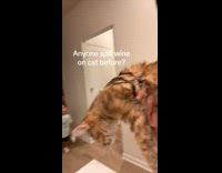 Collab Clips MPUGC - Kid mad at mom for spilling wine on cat 