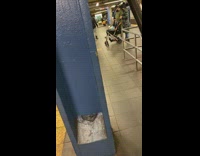 Dog sits in stroller 