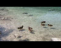 Mother duck quacks to its baby ducks