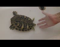 Green turtle swims towards hand underwater guy