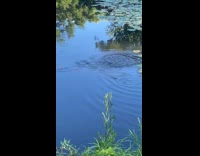 Rat swimming on lake 