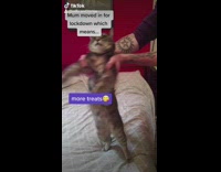 Girl makes cat dog stand dance bed