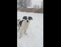 black white dog frolics in the snow 