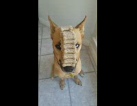 Tan dog with blue eyes sits still with dog treats on his nose 