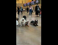Collab Subway Creatures - People take photos of bunch of dogs at station Part 2