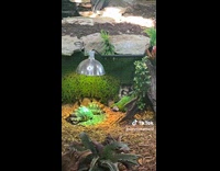 Macaw bird thinks he is a turtle