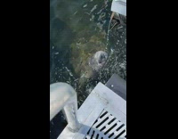 Thirsty manatee drink water dripping from boat