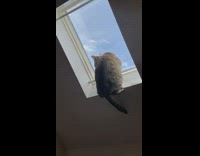 Cat hanging onto ceiling window