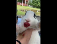 Bunny eating cherries 
