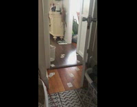 Cat chase thrown card then falls down