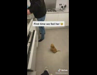 Little brown puppy watching owner make food in kitchen