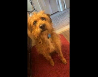 Dog wants to go potty